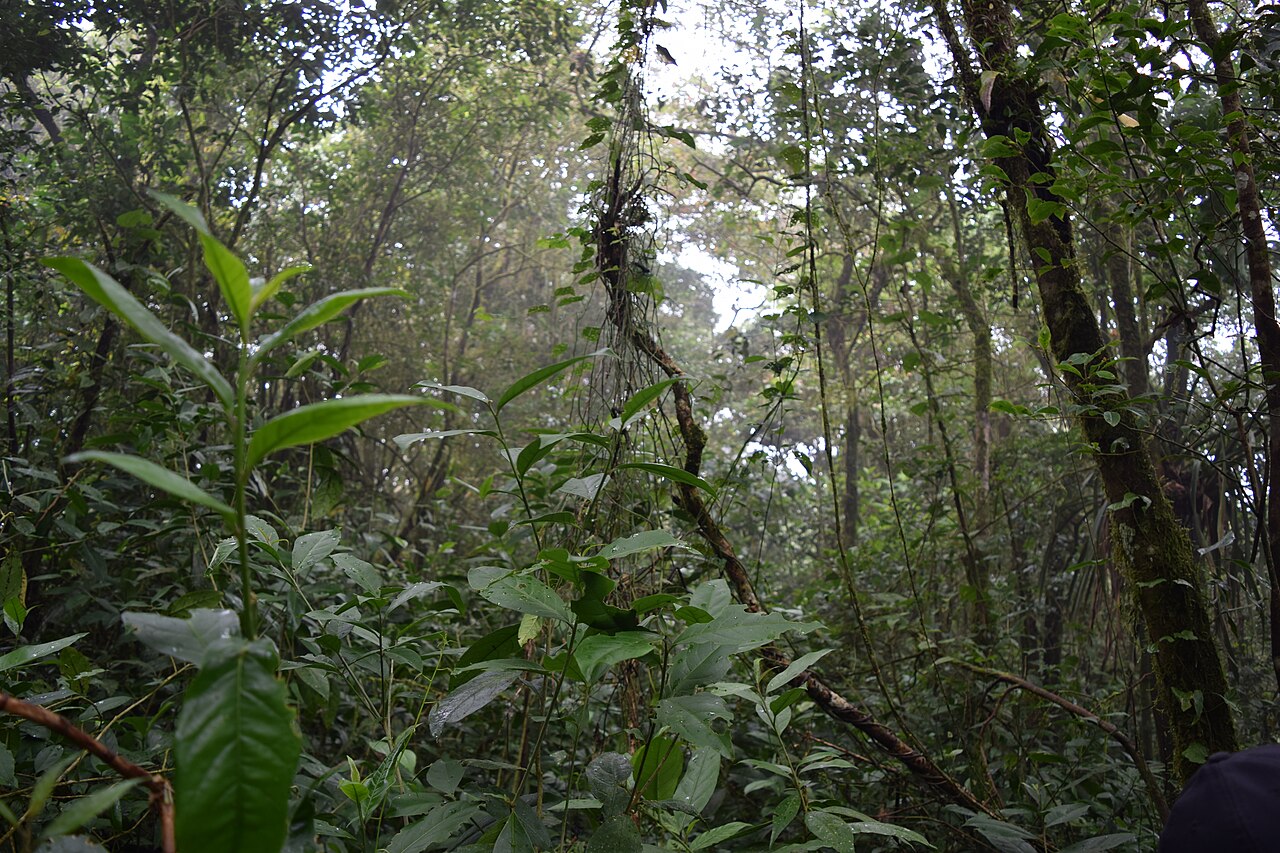 Photo of CE-065: Palmácia → Guaramiranga por la Serra de Baturité (3)