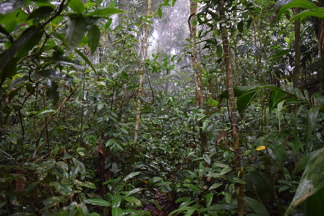 Photo of CE-065: Palmácia → Guaramiranga por la Serra de Baturité (4)