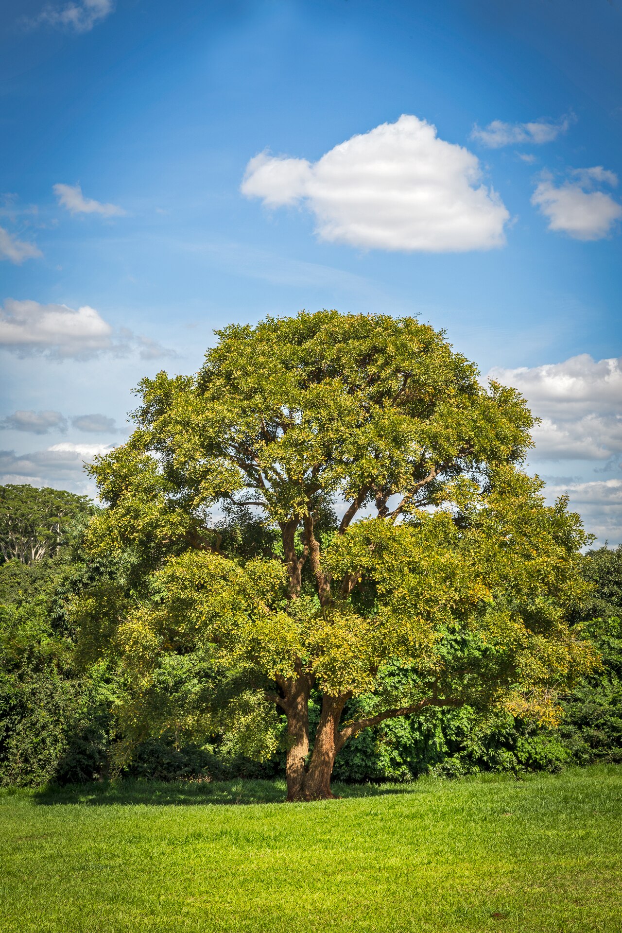 Foto de Parque das Nações Indígenas (5)