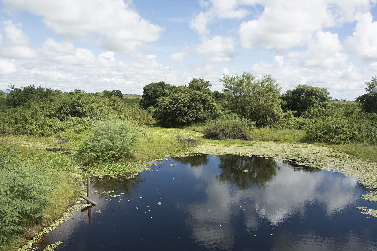 Foto de MS-184/MS-228: Buraco das Piranhas → Porto da Manga por la Estrada Parque Pantanal (4)
