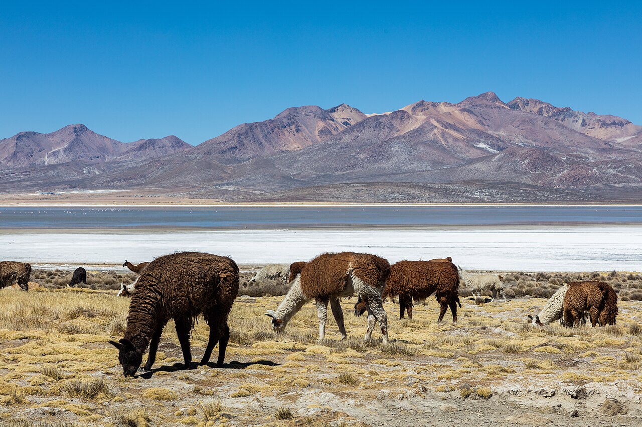 Foto de Laguna de Salinas (3)