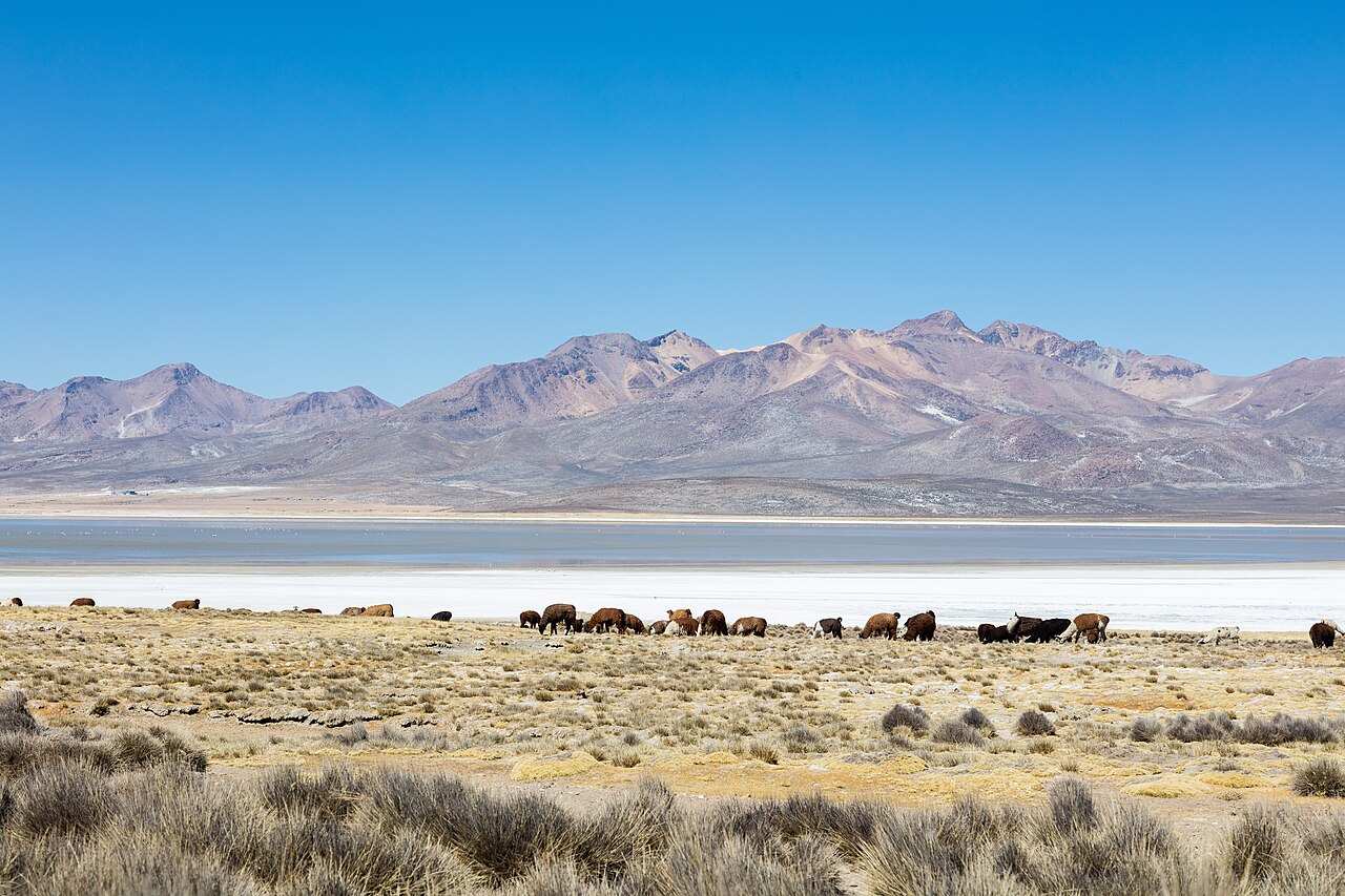 Foto de Laguna de Salinas (5)