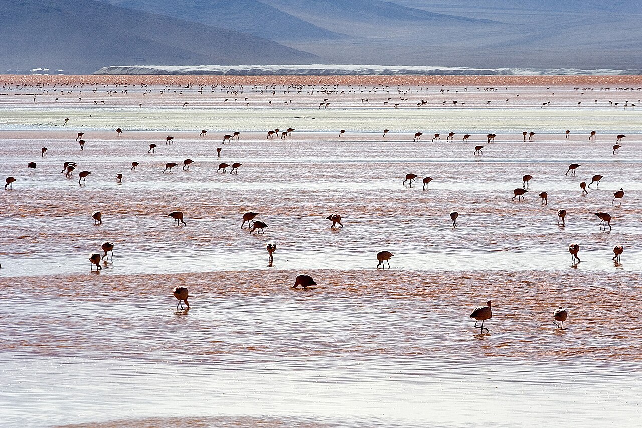 Photo of Laguna Colorada (4)