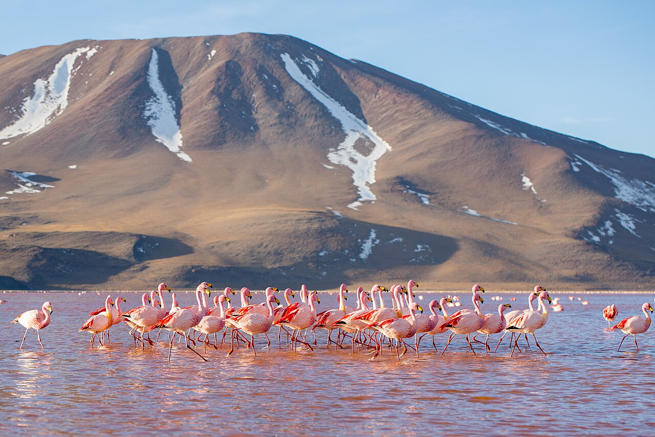 Photo of Laguna Colorada (5)