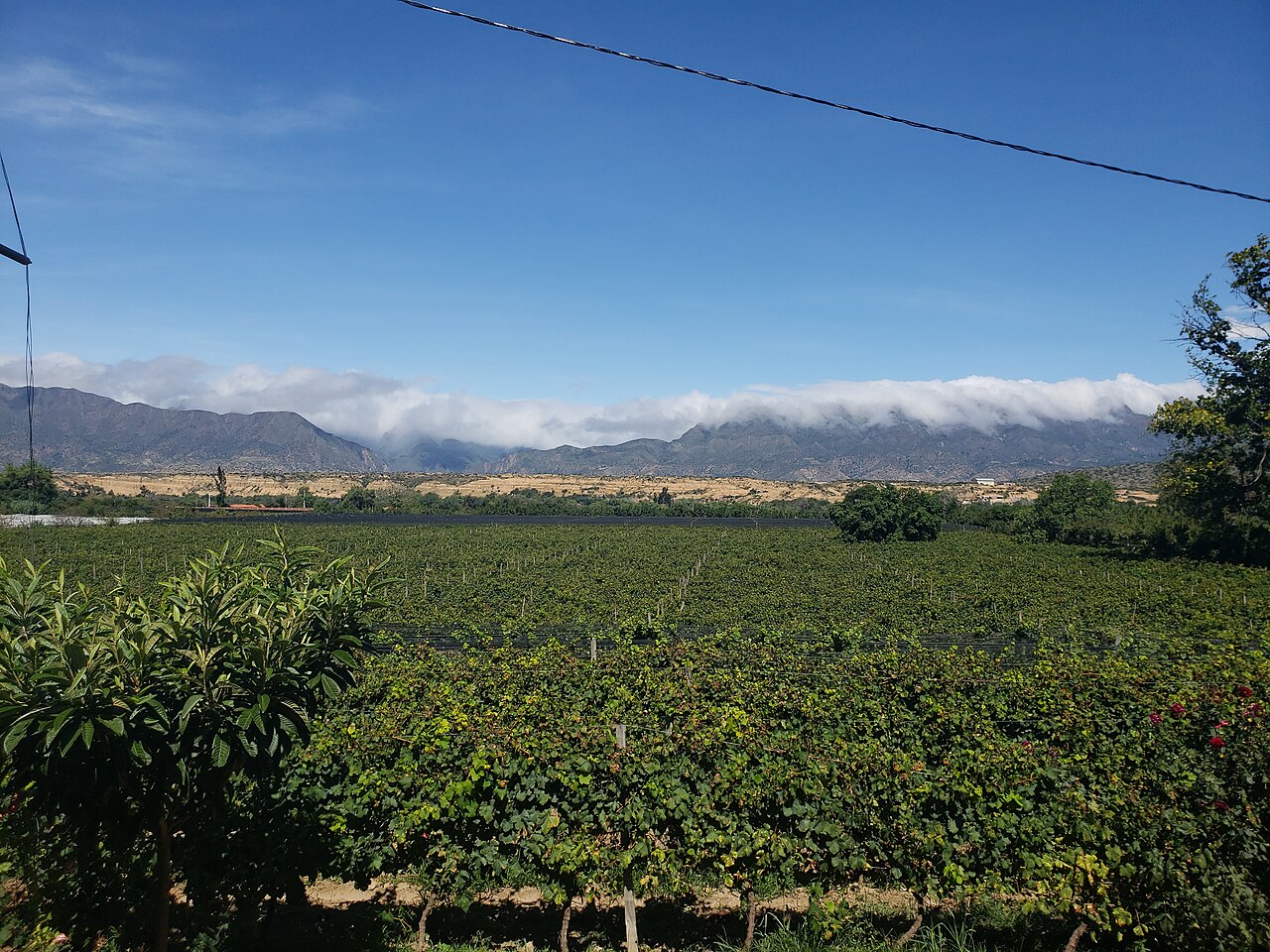 Foto de Bodegas del Valle de la Concepción (5)