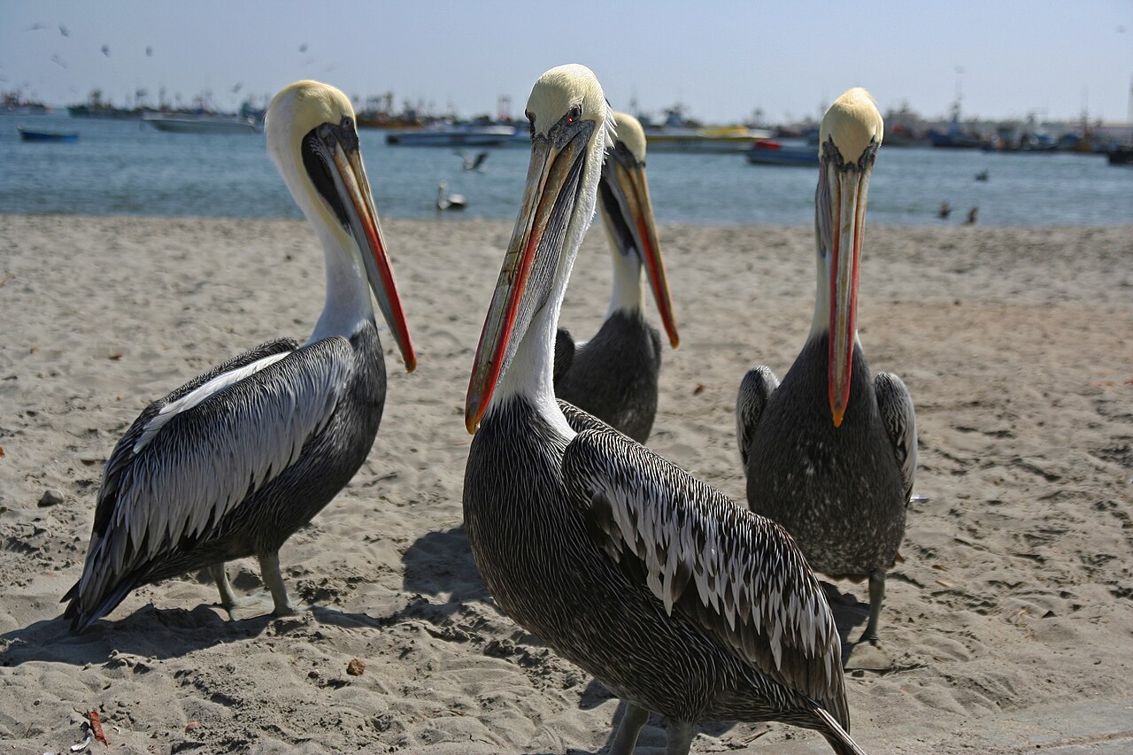 Foto de Reserva Nacional de Paracas (5)