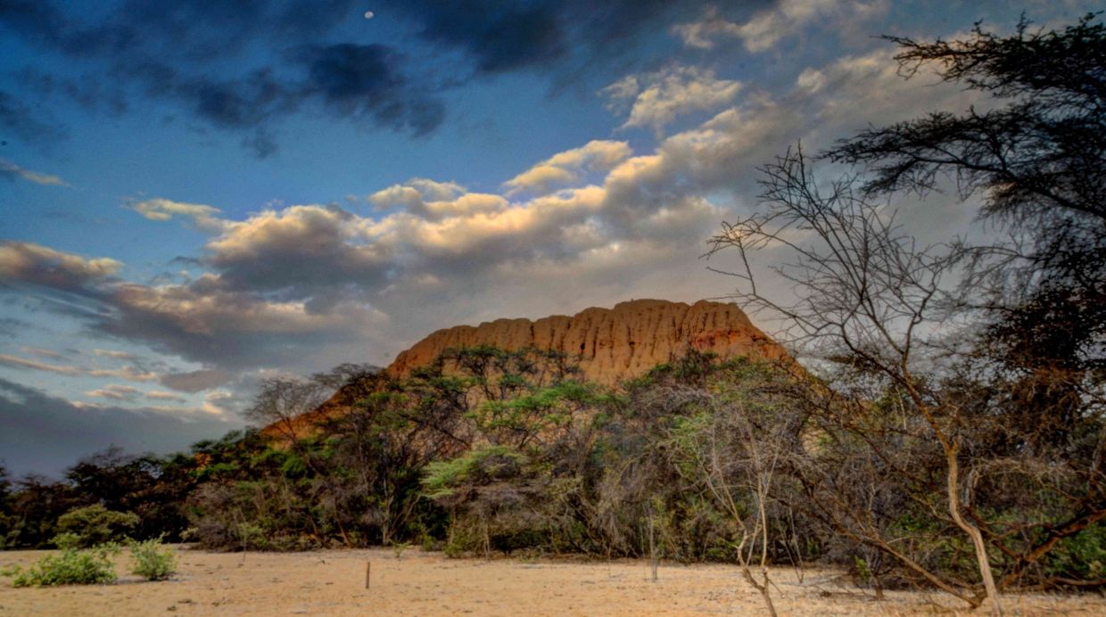Foto de Bosque de Pómac (3)