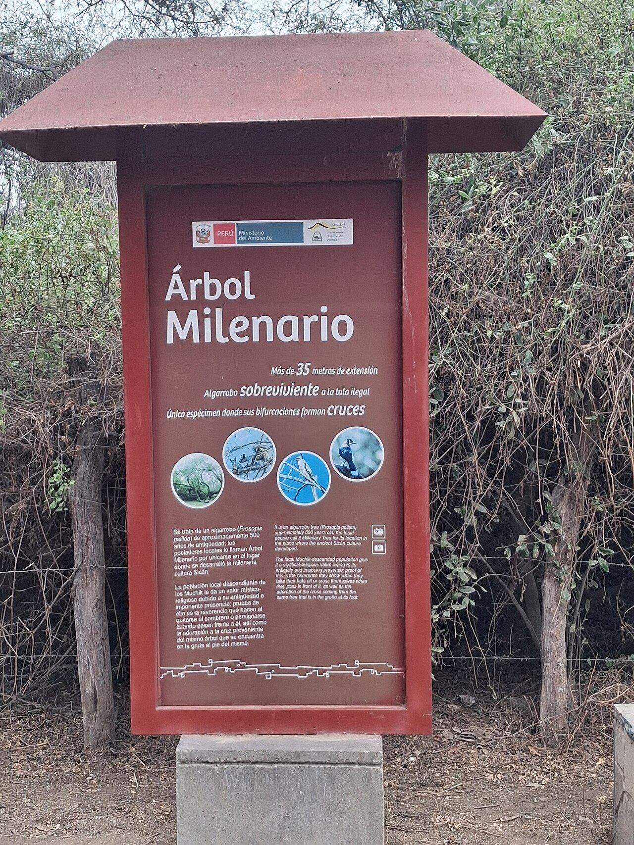 Foto de Bosque de Pómac (5)