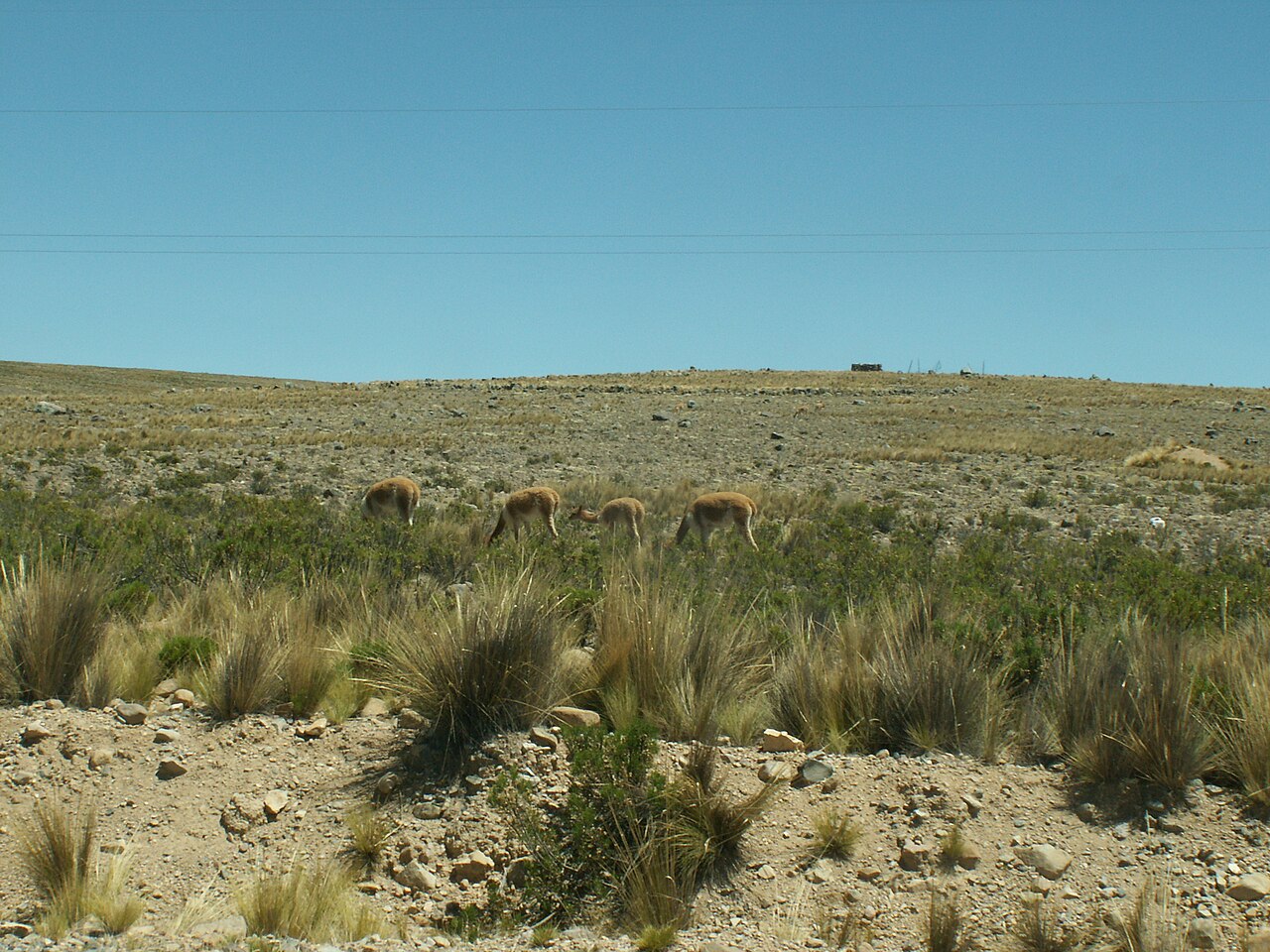 Foto de PE-30A: Nazca → Pampa Galeras (3)