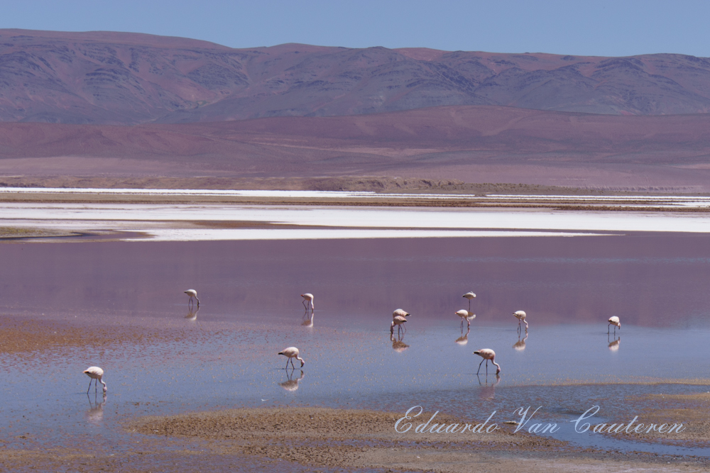 Laguna Pastos Grandes