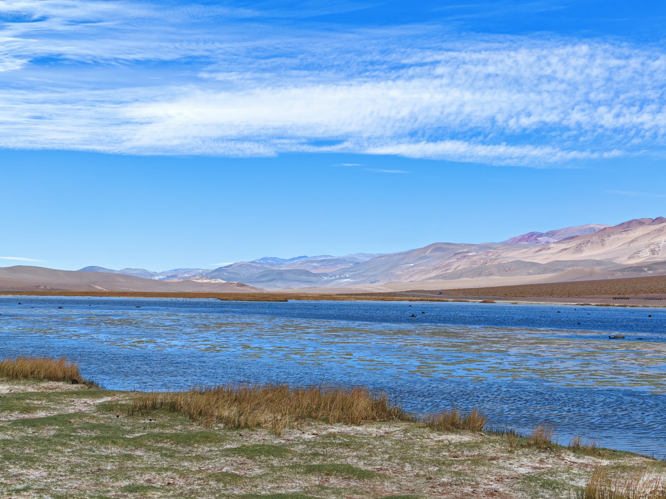 Laguna Cortaderas