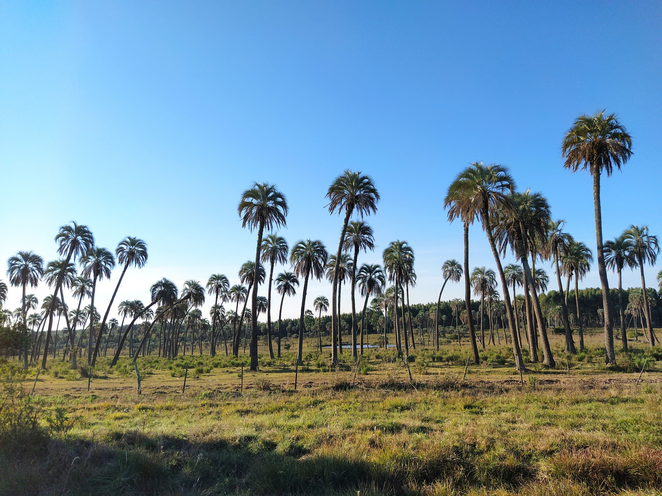 Parque Nacional El Palmar