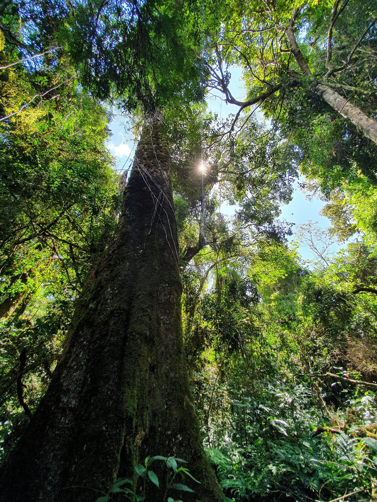 Foto de Saltos del Mocona (5)