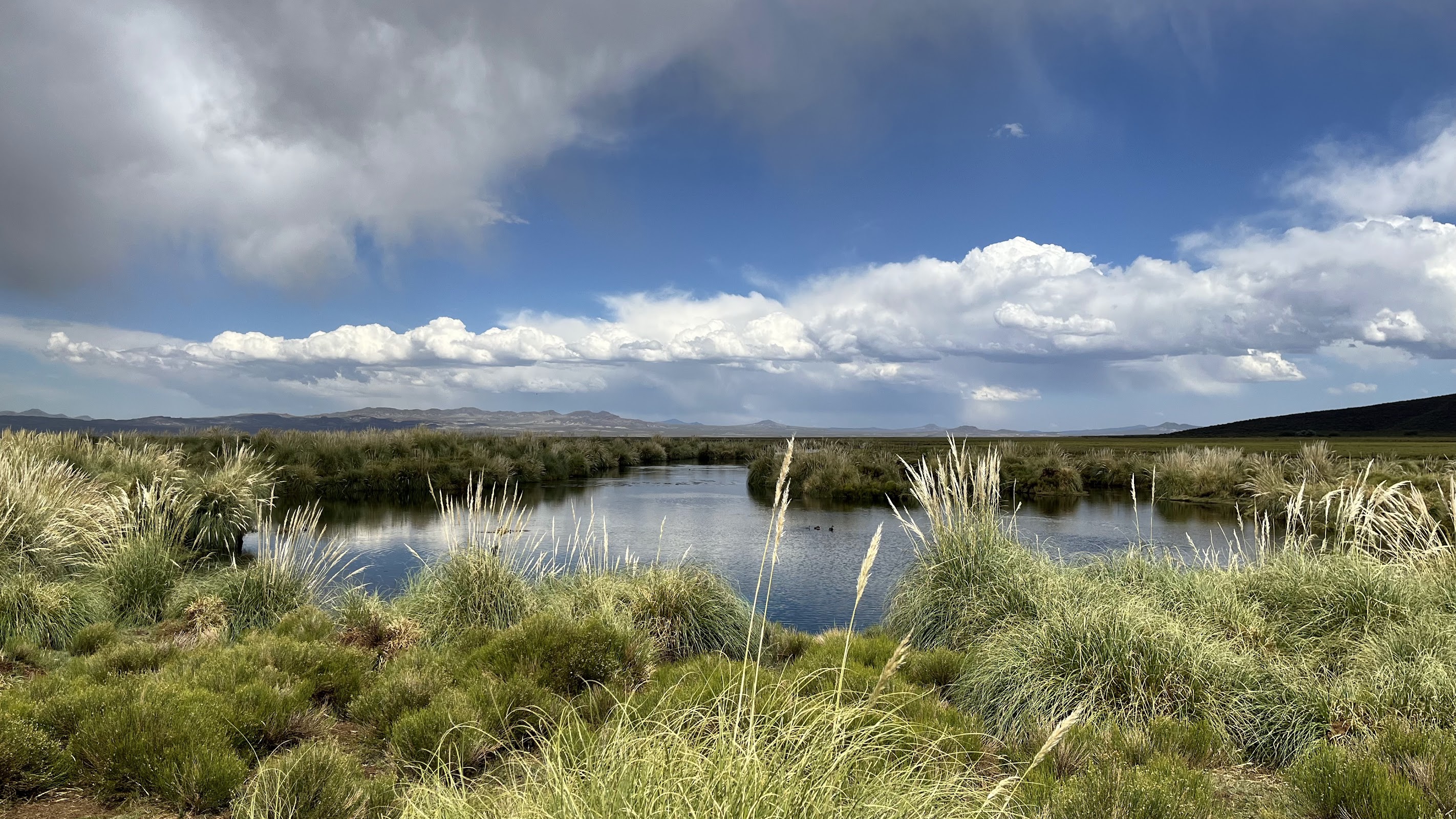 Laguna de Llancanelo