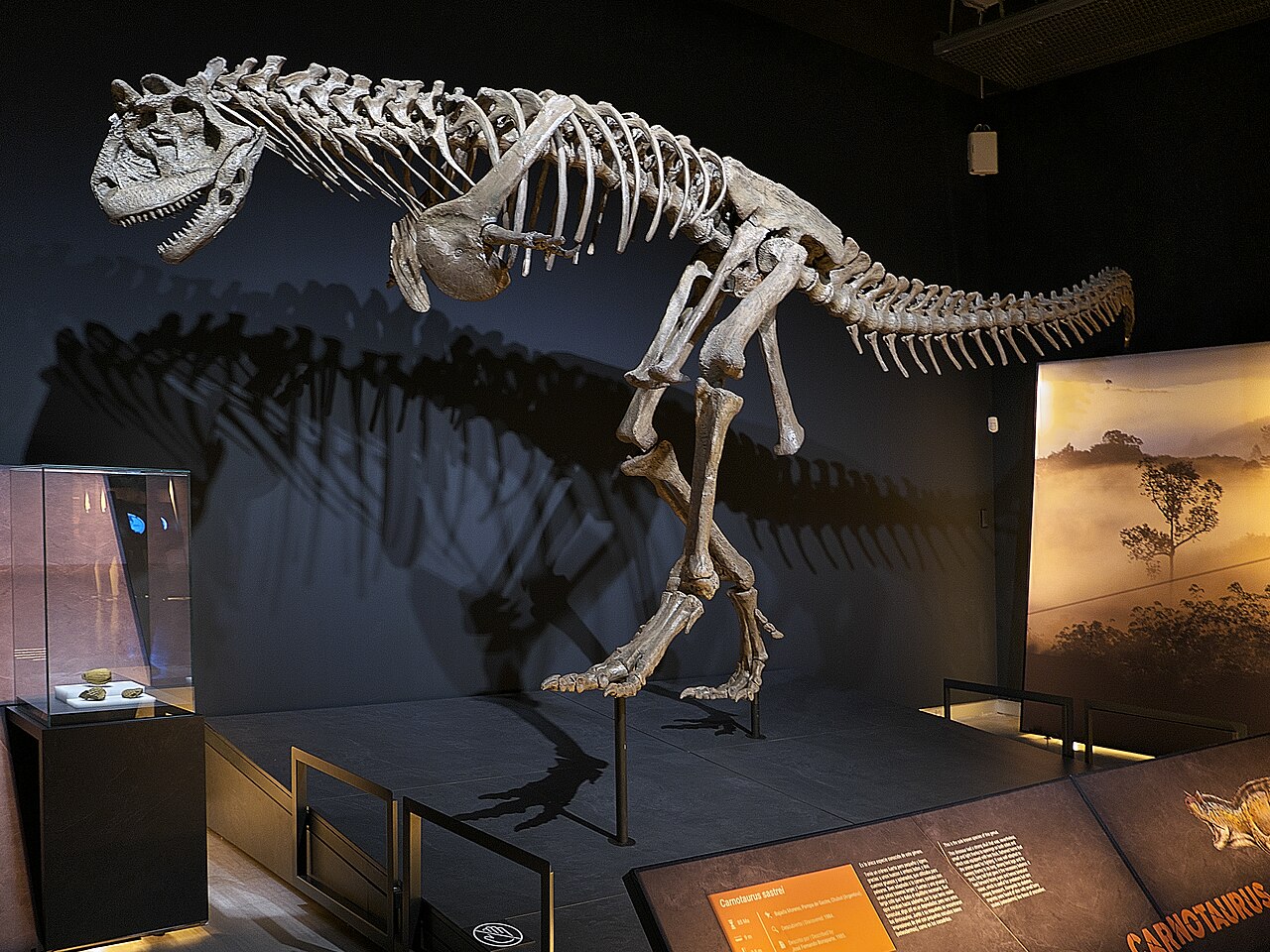 Foto de Museo Paleontológico Egidio Feruglio (3)