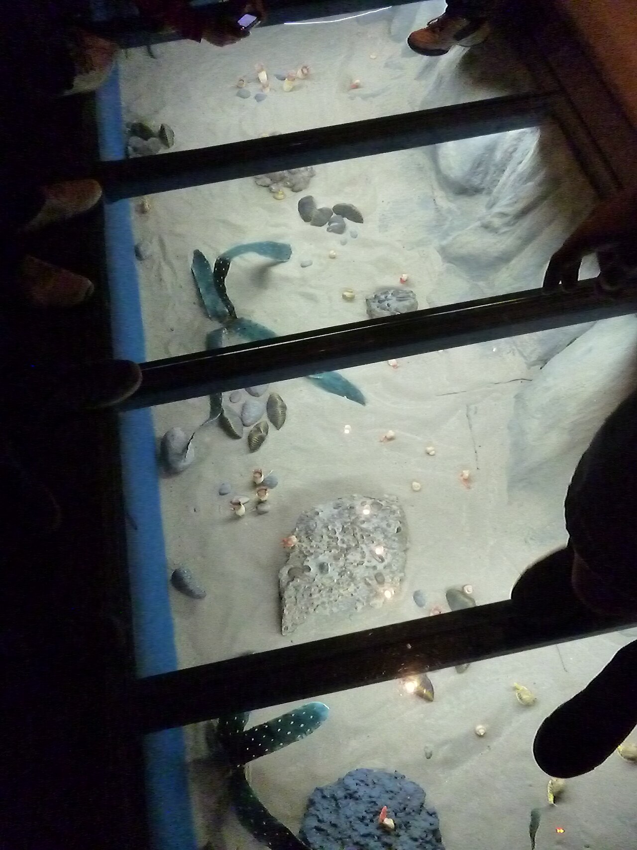 Foto de Museo Paleontológico Egidio Feruglio (4)