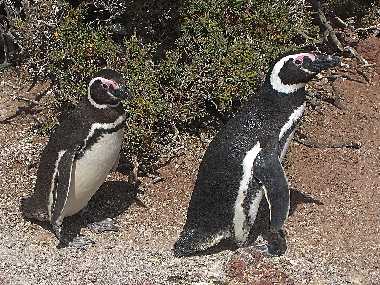 Punta Tombo