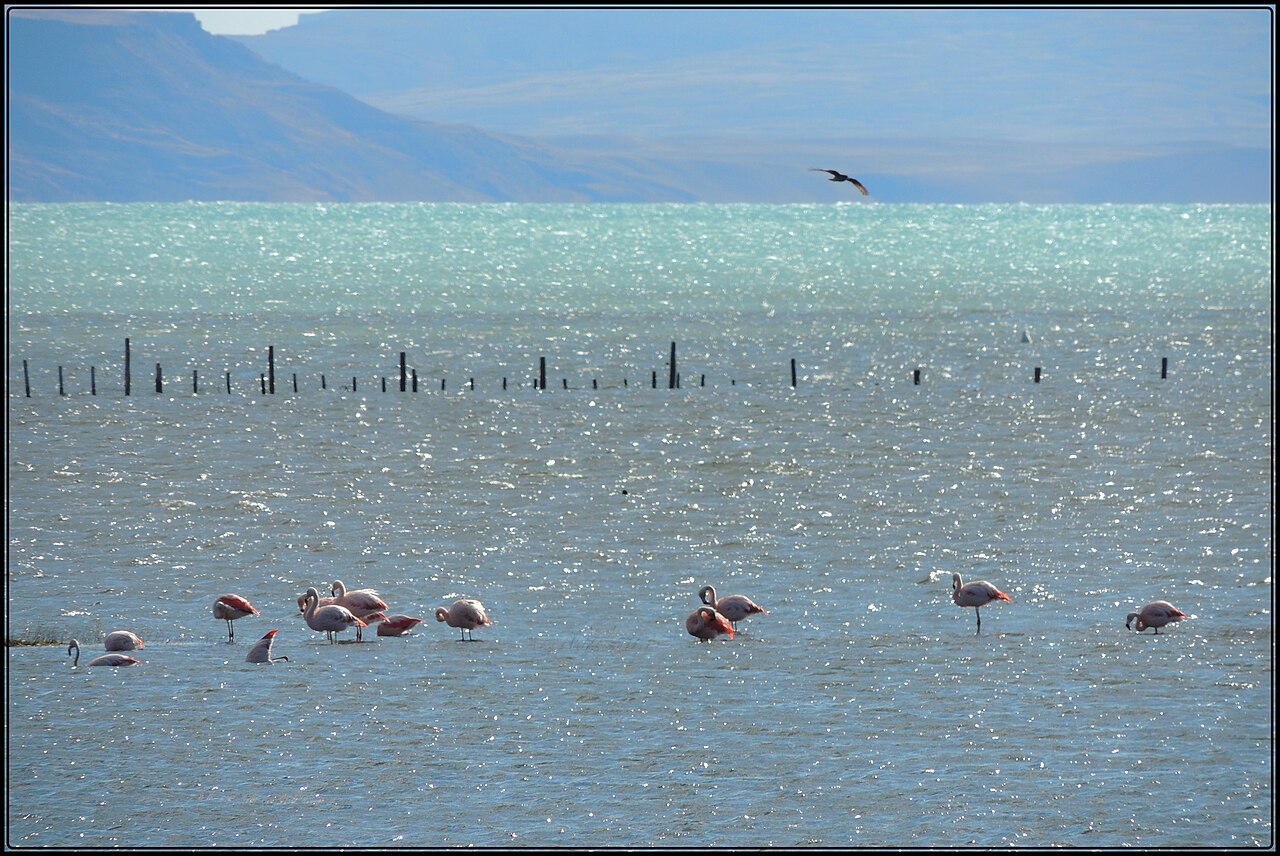 Foto de Laguna Nimez (3)