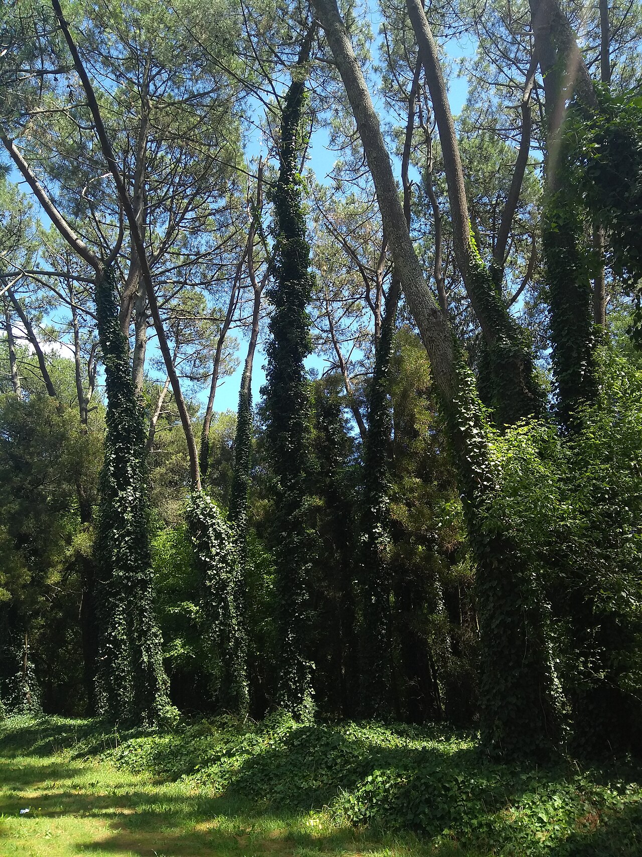 Foto de Laguna de los Padres (4)