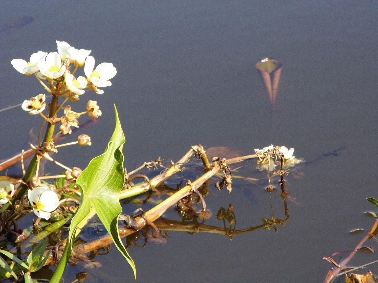 Foto de Laguna Iberá en Colonia Carlos Pellegrini (3)