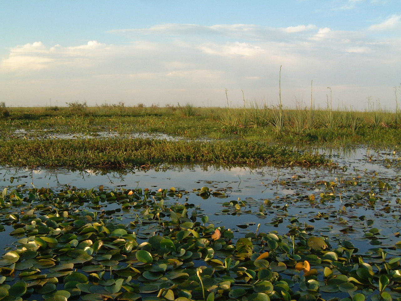 Foto de Laguna Iberá en Colonia Carlos Pellegrini (4)