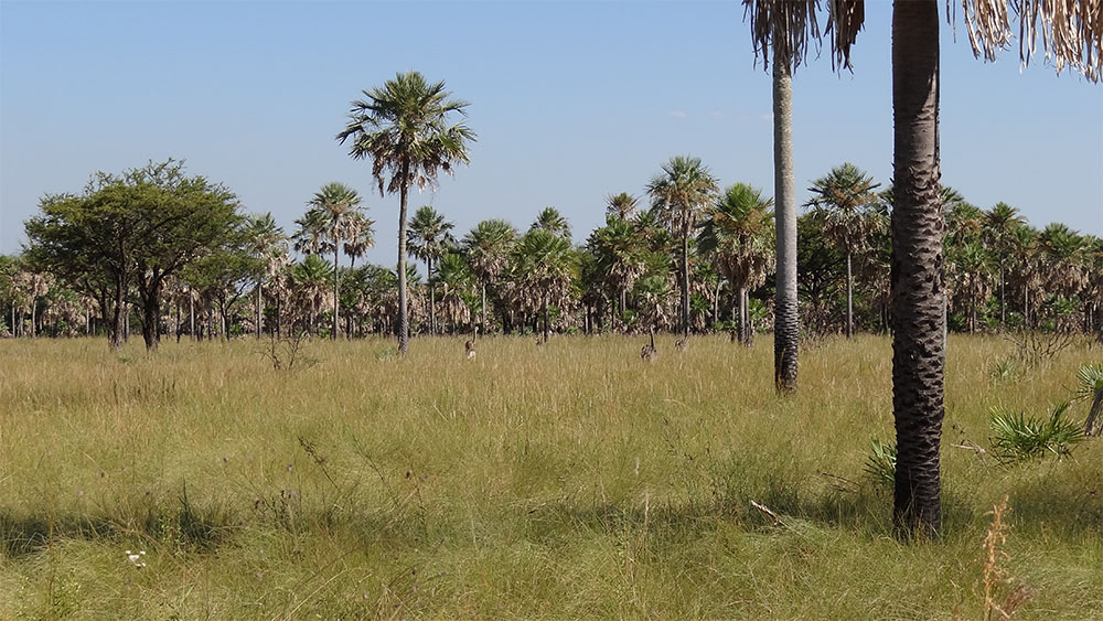 Parque Nacional Río Pilcomayo