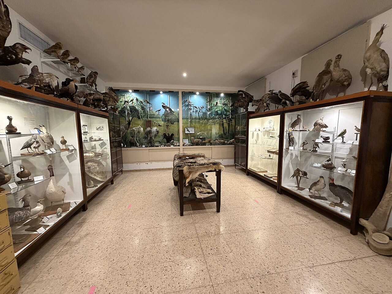 Foto de Museo Provincial de Historia Natural de La Pampa (4)