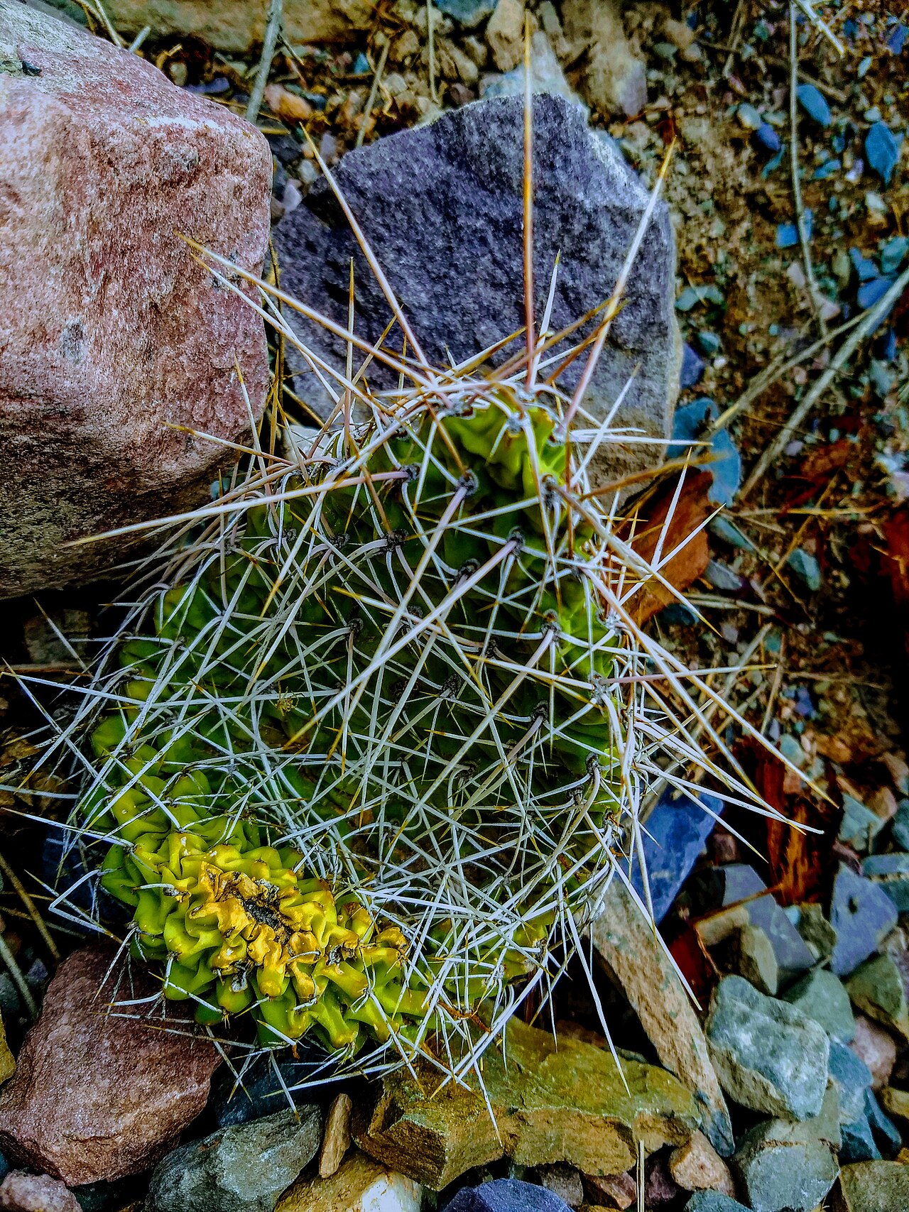 Photo of Casco de Iruya (4)