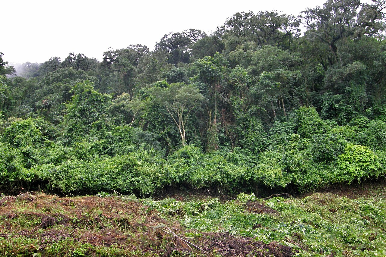 Foto de RP83: Calilegua → San Francisco por las yungas de Calilegua (3)