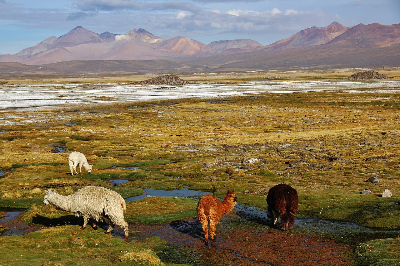 Foto de CH-11: Putre → Lago Chungará por el Parque Nacional Lauca (3)