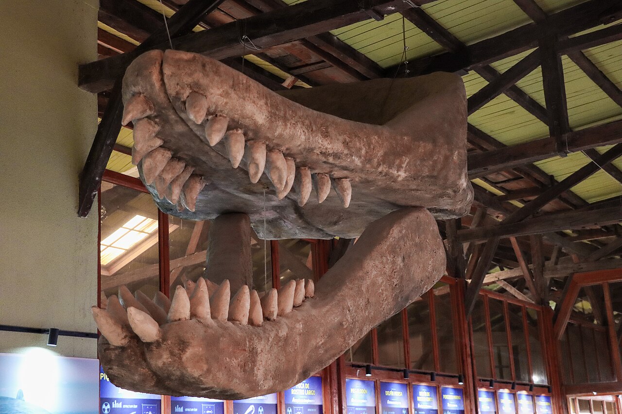 Foto de Museo Paleontológico de Caldera (4)