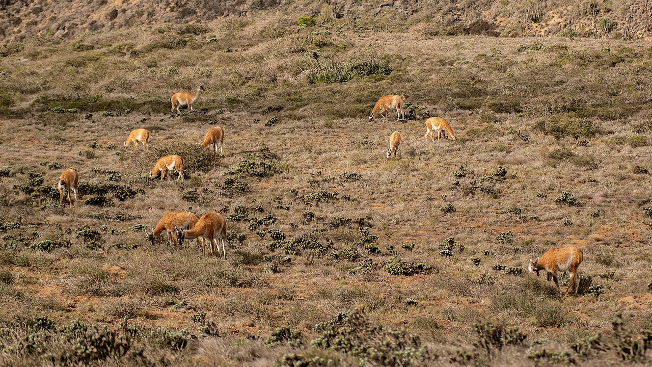 Foto de Parque Nacional Bosque Fray Jorge (3)