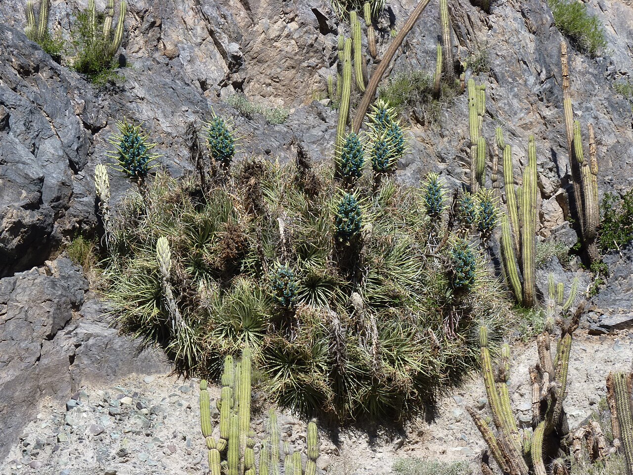 Foto de D-485: Vicuña → Pisco Elqui por el Valle del Elqui (5)