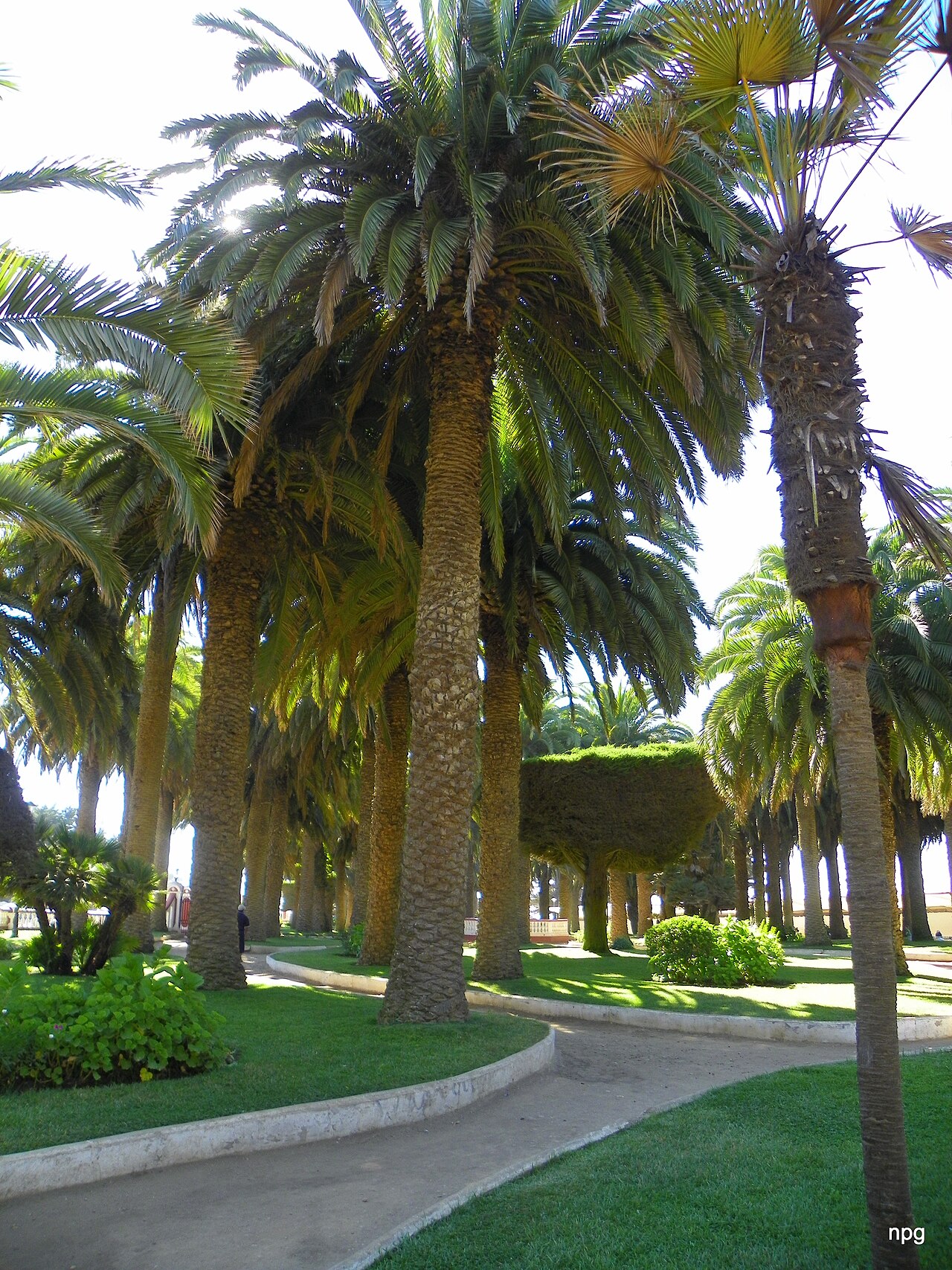 Foto de Parque Ross de Pichilemu (3)