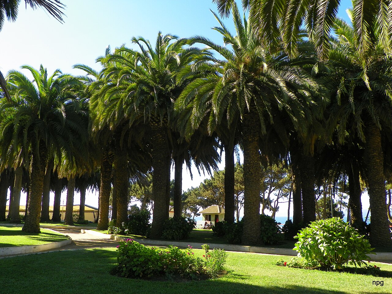 Foto de Parque Ross de Pichilemu (4)