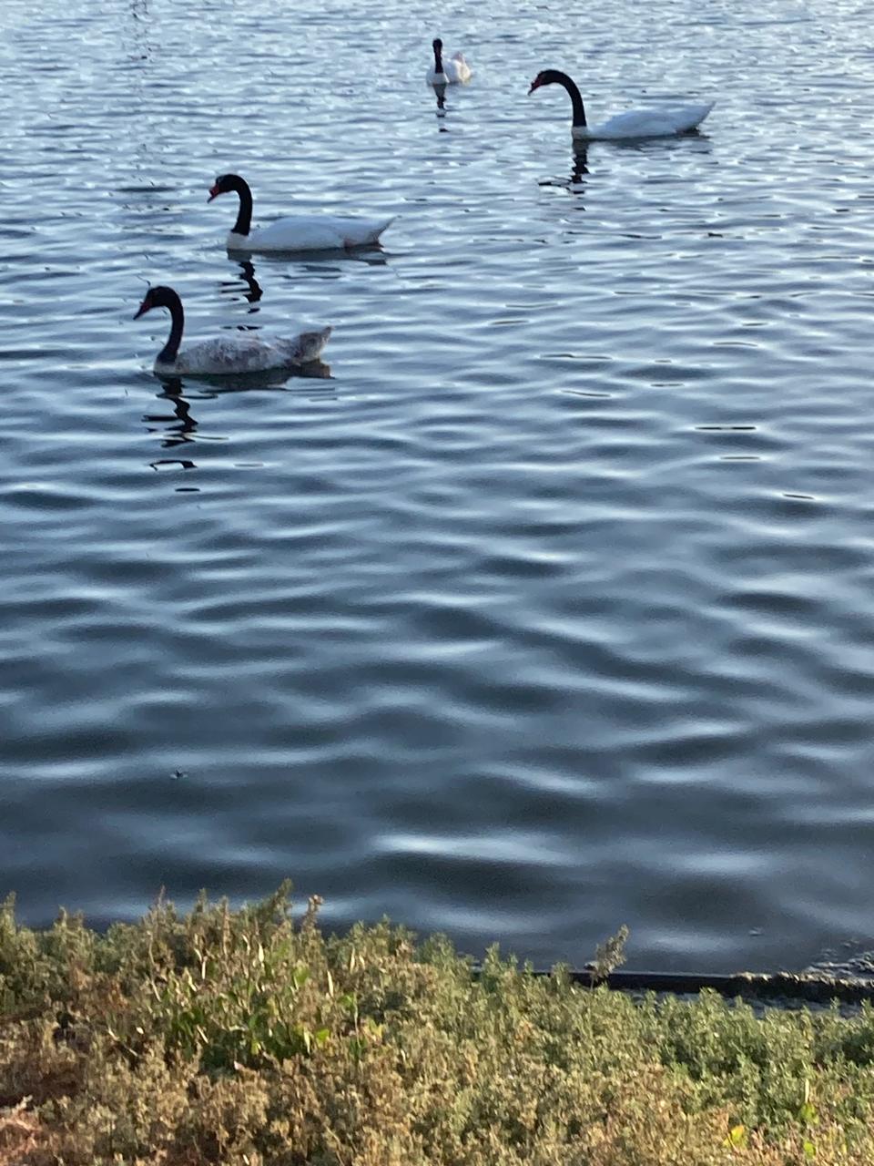 Foto de Salinas y laguna de Cáhuil (3)