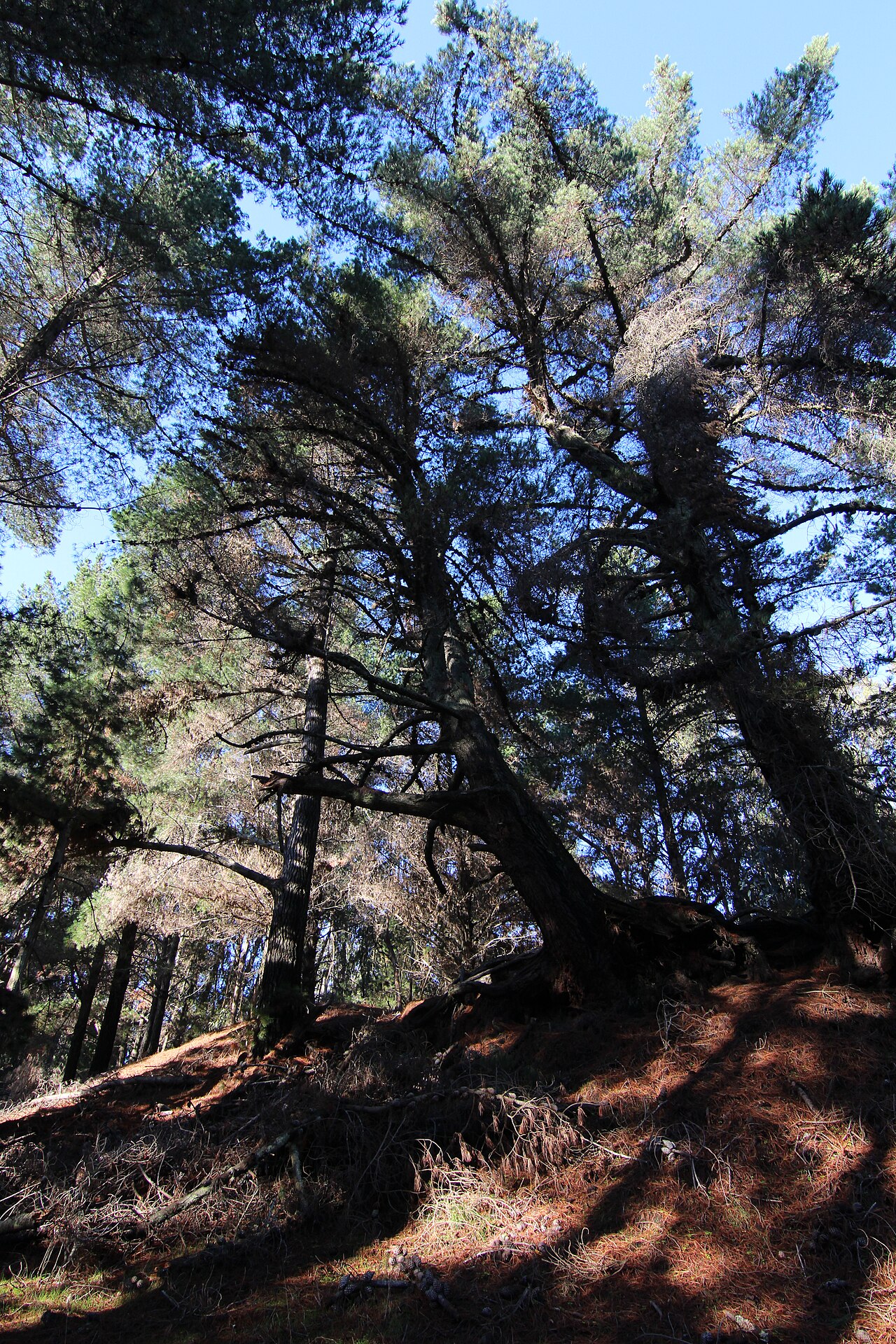 Foto de Reserva Nacional Federico Albert (3)
