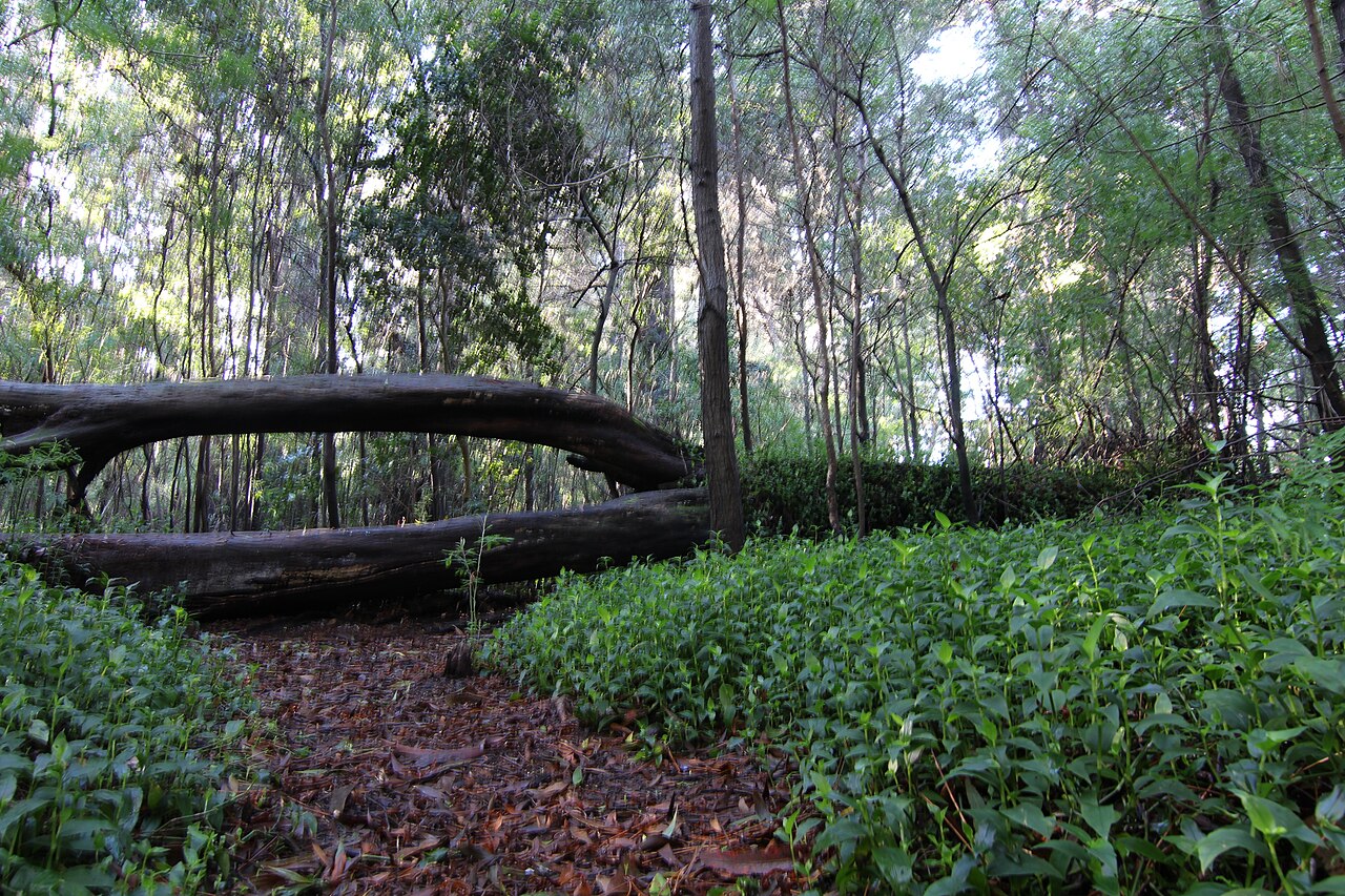 Foto de Reserva Nacional Federico Albert (4)