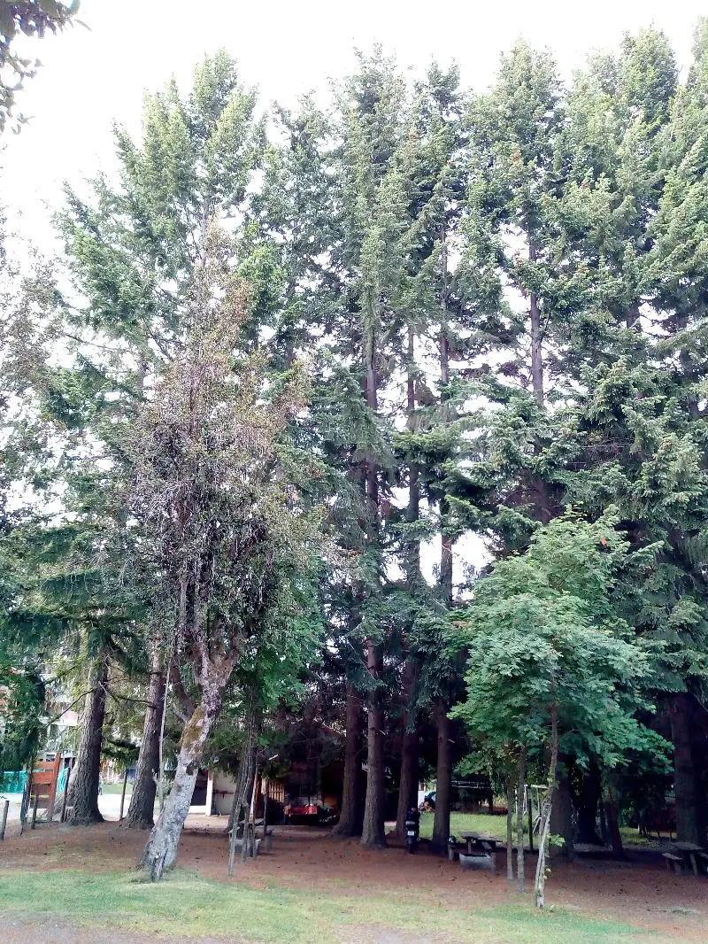 Avenida Siete Lagos 700
