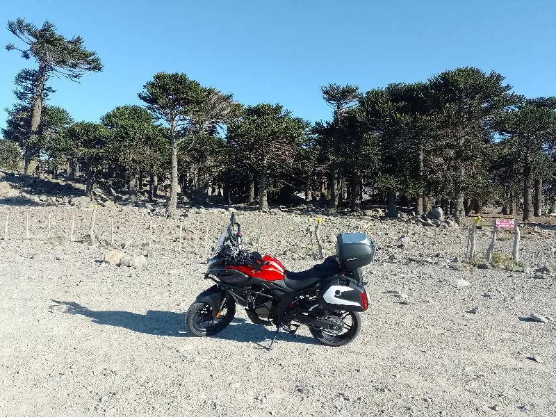 Primeros Pinos